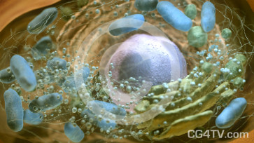 Animal - Human Cell  High Resolution Picture