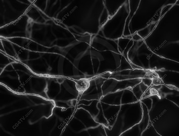 Neurons - Nerve Cells Black & White Image