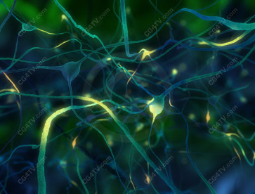 Neurons - Nerve Cells Image