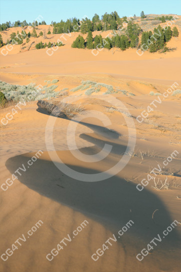 Coral Pink Dunes