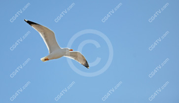 Seagull Photo high resolution