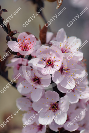 Spring Blossoms Photo high resolution