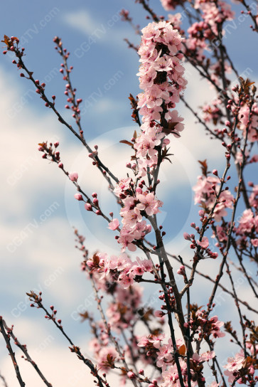 Spring Flowers