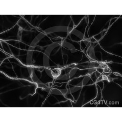 Neurons - Nerve Cells Black & White Image