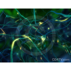 Neurons - Nerve Cells Image