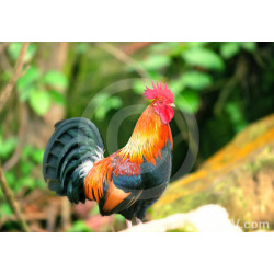 Crowing Rooster Photo