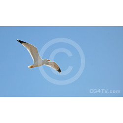 Seagull Photo