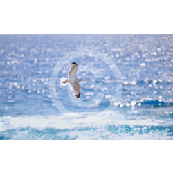 Seagull Over The Ocean