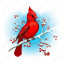 Cardinal Bird high resolution
