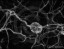 Nanobots - Nerve Cells Black & White Image