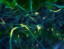 Neurons - Nerve Cells high resolution Image