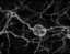 Nanobots - Nerve Cells Black & White high resolution Image