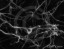 Neurons - Nerve Cells Black & White Image