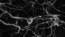 Neurons - Nerve Cells Black & White Image