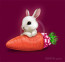 White Rabbit Image