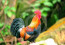 Crowing Rooster Photo