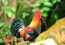 Crowing Rooster Photo