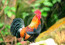 Rooster Photo high definition