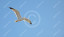 Seagull Photo high resolution