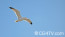 Seagull Photo