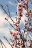 Spring Flowers high resolution